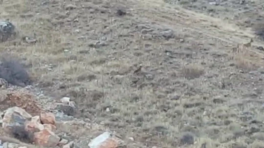 Elazığ'da dağ keçileri sürü halinde görüntülendi