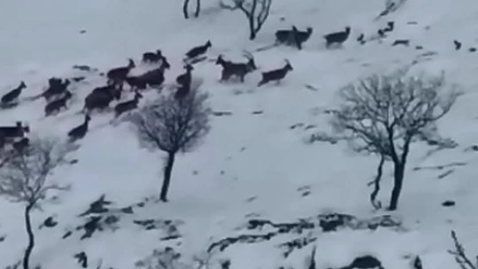 Elazığ'da dağ keçileri sürü halinde görüntülendi