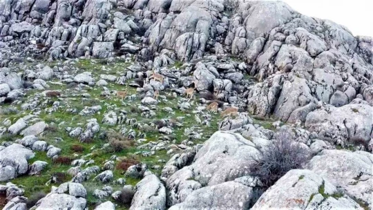 Elazığ'da dağ keçileri sürü halinde görüntülendi