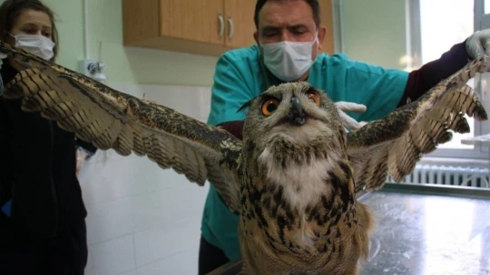 Elazığ'da devasa görünümlü 'Kulaklı Orman Baykuşu' bulundu