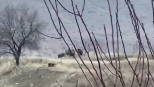 Elazığ'da domuz sürüsü görüntülendi