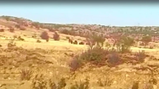 Elazığ'da domuz sürüsünün kaçış anı görüntülendi
