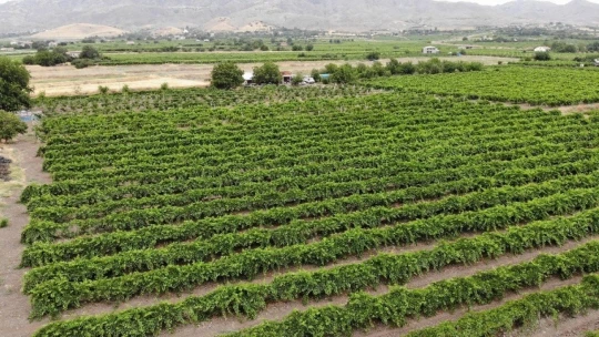 Elazığ'da erkenci siyah üzümde hasat zamanı