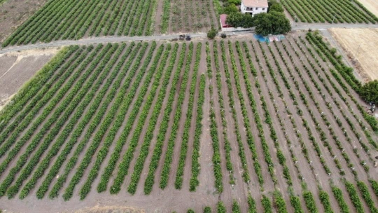 Elazığ'da erkenci siyah üzümde hasat zamanı