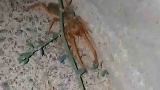 Elazığ'da etçil 'sarıkız' örümceği görüntülendi