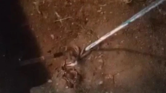 Elazığ'da eve giren 1 metrelik yılan paniğe neden oldu, ailenin yardımına itfaiye ekipleri yetişti
