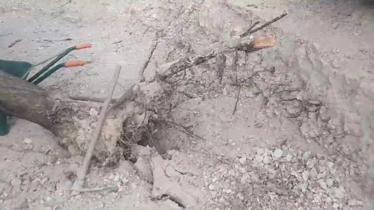 Elazığ'da fırtına ağaçları kökünden söktü