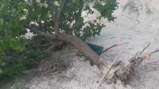 Elazığ'da fırtına ağaçları kökünden söktü