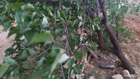 Elazığ'da fırtına ağaçları yerinden söktü