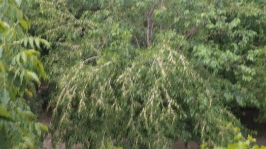 Elazığ'da fırtına ağaçları yerinden söktü
