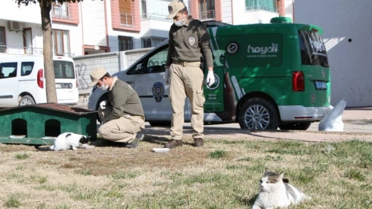 Elazığ'da hayvanları koruma polisi, kısıtlamada sokak hayvanlarını besledi