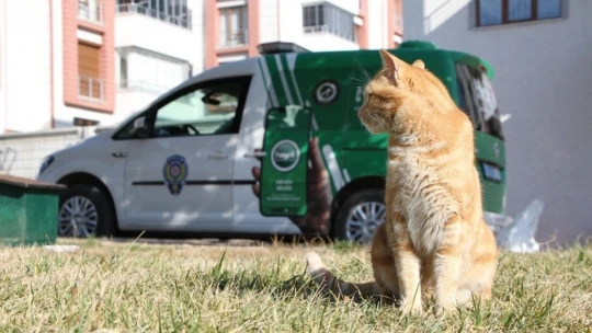 Elazığ'da hayvanları koruma polisi, kısıtlamada sokak hayvanlarını besledi