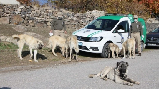 Elazığ'da hayvanları koruma polisi, kısıtlamada sokak hayvanlarını besledi