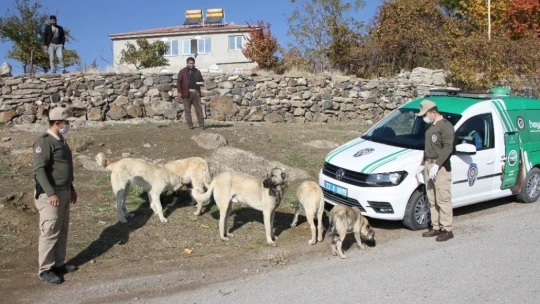 Elazığ'da hayvanları koruma polisi, kısıtlamada sokak hayvanlarını besledi