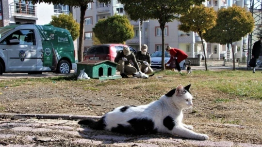 Elazığ'da hayvanları koruma polisi, kısıtlamada sokak hayvanlarını besledi