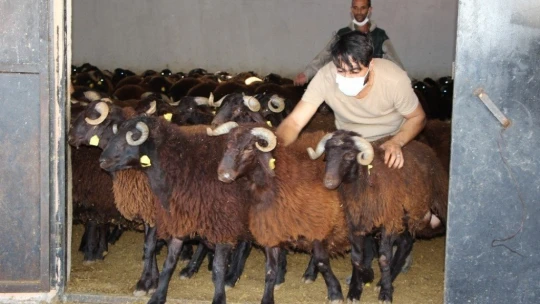 Elazığ'da hibe destekli 500 koç kura ile sahibini buldu