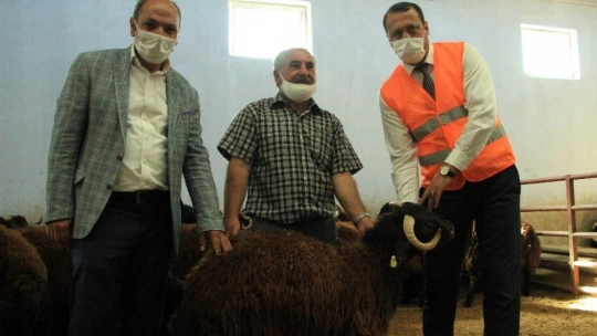 Elazığ'da hibe destekli 500 koç kura ile sahibini buldu