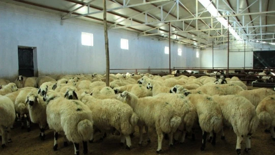 Elazığ'da hibe destekli 500 koç kura ile sahibini buldu
