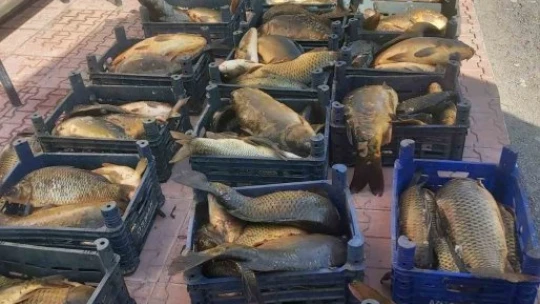 Elazığ'da ilk 6 ayda, 10 ton kaçak balık ele geçirildi