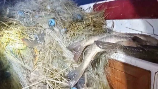 Elazığ'da ilk 6 ayda, 10 ton kaçak balık ele geçirildi