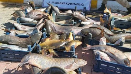 Elazığ'da ilk 6 ayda, 10 ton kaçak balık ele geçirildi