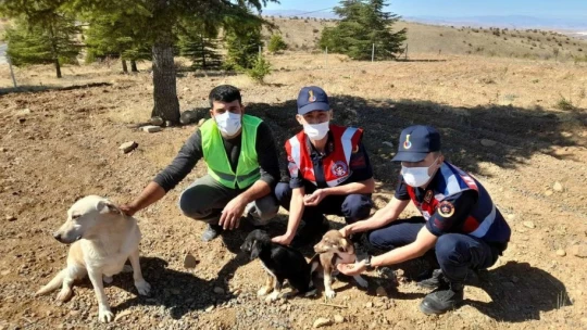 Elazığ'da Jandarma Ekipleri Sokak Hayvanlarını Yalnız Bırakmadı