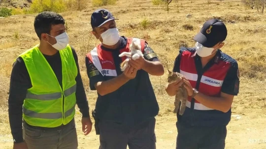 Elazığ'da Jandarma Ekipleri Sokak Hayvanlarını Yalnız Bırakmadı