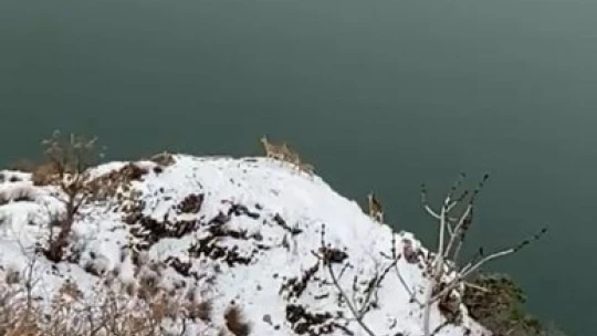 Elazığ'da jandarma, yaban hayatı için doğaya yem bıraktı