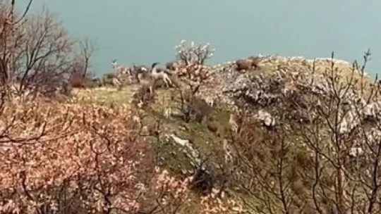 Elazığ'da jandarma, yaban hayatı için doğaya yem bıraktı