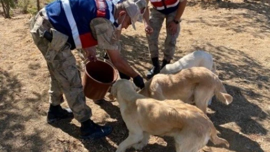 Elazığ'da jandarmadan 4 Ekim Hayvanları Koruma Günü etkinliği