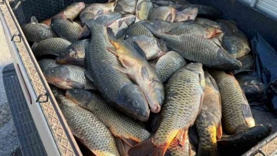 Elazığ'da kaçak balık avı yapan 3 şahsa, 49 bin lira ceza