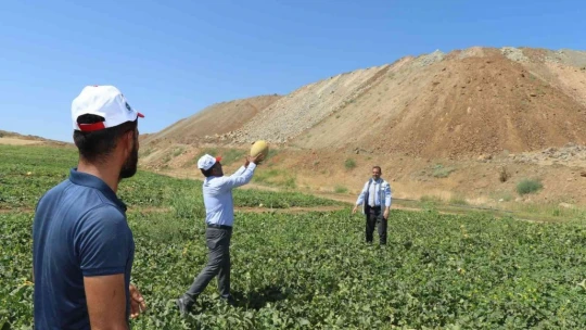 Elazığ'da kavun rekoltesi yüzleri güldürdü