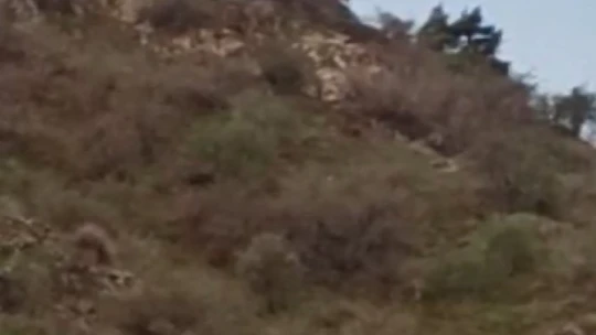 Palu'da Kış Uykusundan Uyanan Bozayılar Kameralara Yansıdı