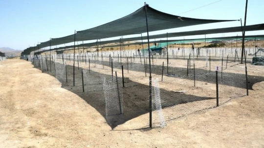 Elazığ'da kurban satış ve kesim yerleri hazırlanıyor
