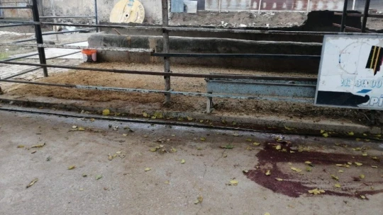 Elazığ'da kurt, 2 koyunu telef etti