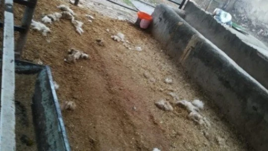 Elazığ'da kurt, 2 koyunu telef etti