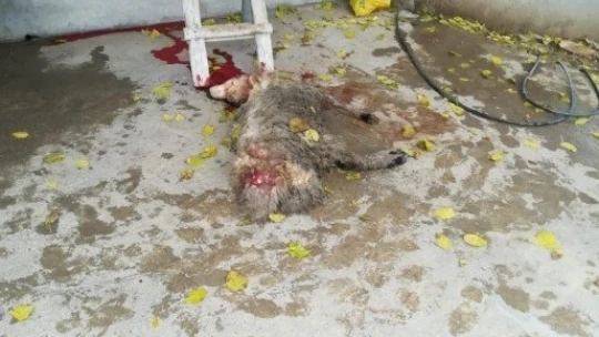 Elazığ'da kurt, 2 koyunu telef etti