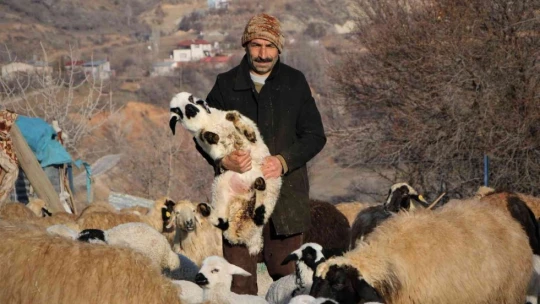 Elazığ'da kuzuların anneleriyle muhteşem buluşması
