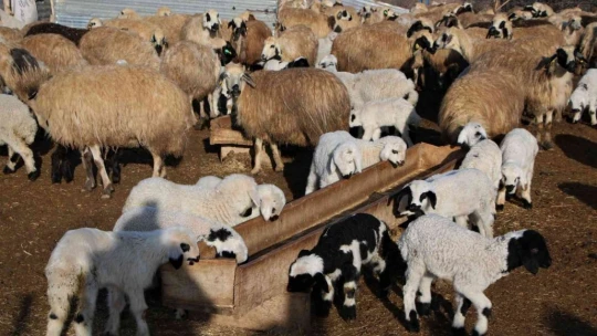 Elazığ'da kuzuların anneleriyle muhteşem buluşması