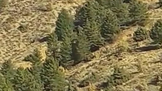 Elazığ'da onlarca yaban domuzu cep telefonuyla görüntülendi