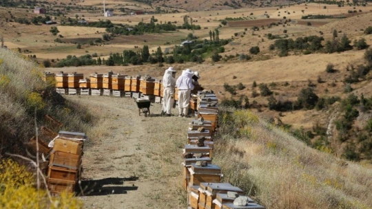 Elazığ'da Samyeli bal rekoltesini düşürdü