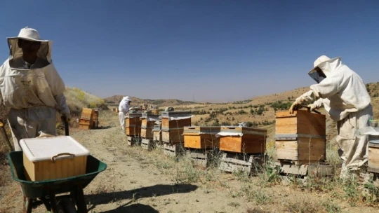 Elazığ'da Samyeli bal rekoltesini düşürdü