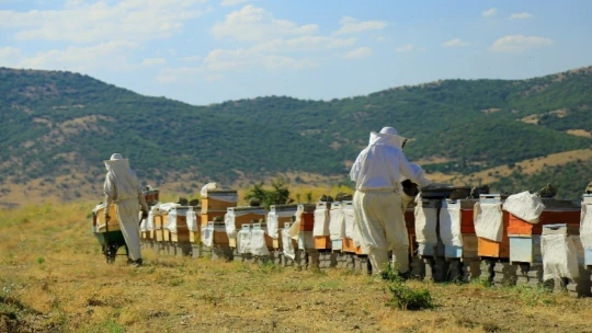 Elazığ'da Samyeli bal rekoltesini düşürdü