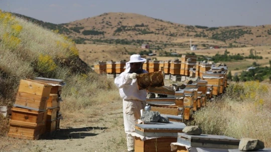 Elazığ'da Samyeli bal rekoltesini düşürdü