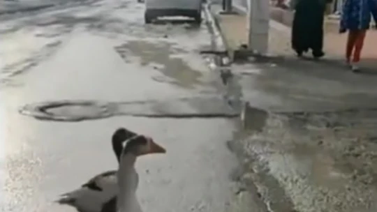 Elazığ'da sürüden ayrılan 2 kaz yolunu şaşırıp trafiğe çıktı