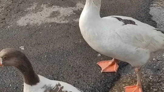 Elazığ'da sürüden ayrılan 2 kaz yolunu şaşırıp trafiğe çıktı