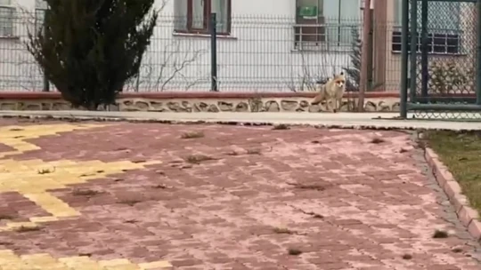 Elazığ'da tilki şehre indi, site bahçesinde gezdi