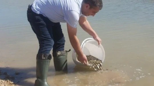 Elazığ'da üretilen 5 milyon balık 21 baraja bırakılıyor