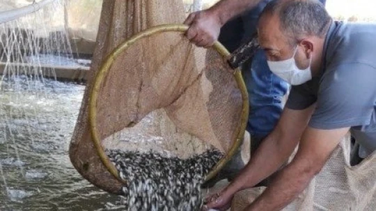Elazığ'da üretilen 5 milyon balık 21 baraja bırakılıyor