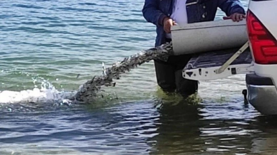 Elazığ'da üretilen 5 milyon balık 21 baraja bırakılıyor